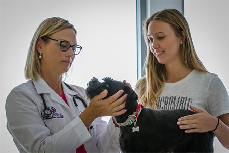 veterinary dental check for dog