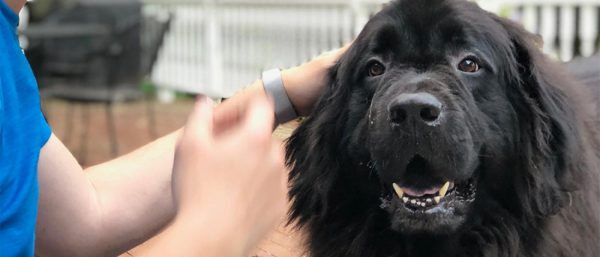 Newfoundland dog