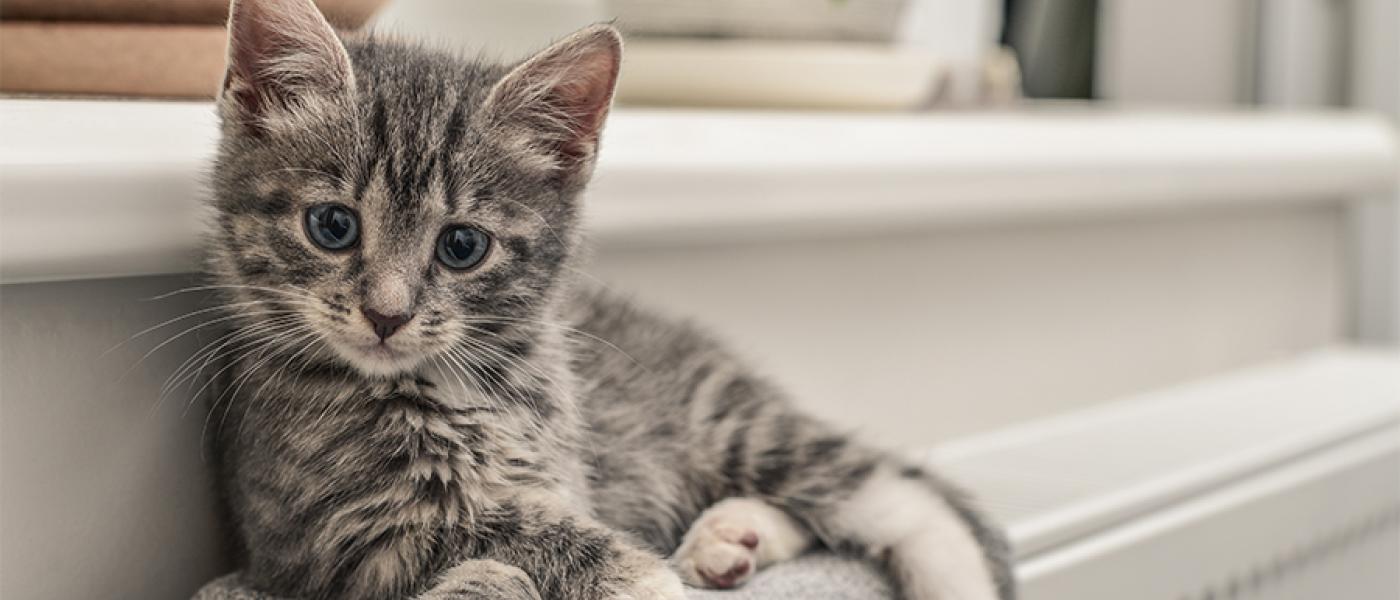 First Time Kitten Owner Guide [Infographic] | Wellness Pet Food Taiwan